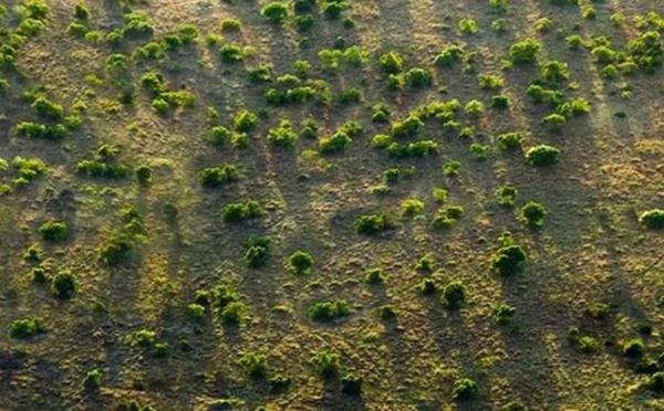 Projet de réhabilitation de 100 millions ha de terres : La Grande muraille verte loin d’atteindre son objectif de 2030