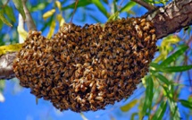 Saint-Louis : un essaim d’abeilles tue un chauffeur de la JICA.