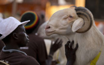  Tabaski 2016 à Saint-Louis : Les besoins en moutons estimés à 155.000 têtes.