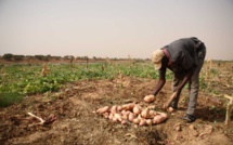 Saint-Louis parmis les quatre régions où vivent les Sénégalais les plus mal nourris.