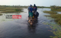 SALGUIR DIAGNE : pour traverser le fleuve, les populations montent sur des charrettes (photos)