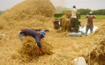 Une production de 750 800 tonnes de riz attendue de la vallée en 2017 (SAED)