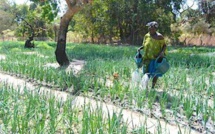 Sénégal : les femmes possèdent moins de 20% des terres agricoles, selon un rapport de la FAO