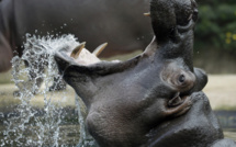 URGENT - NDIAWDOUNE : une pirogue attaquée par un hippopotame. Des fouilles en cours pour retrouver le pêcheur.