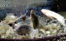 Saint-Louis : 30 producteurs à l’école des technologies de production d’alevins mâles de tilapia