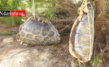 HYDROBASE : les rejets plastiques des visiteurs tuent deux tortues (photos)