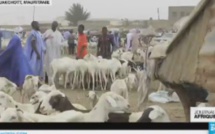 Sénégal, Mauritanie : le mouton de la réconciliation