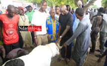 Au foirail de DAROU, Mansour FAYE achète un gros bélier à ... FCFA  (vidéo)