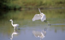 La réserve de NDIAEL a retrouvé l’eau qui "coule de source, ainsi que la présence des oiseaux migratoires" (UICN)