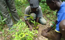 Gestion des ressources forestières : L'ONP/ bois s’engage à coté du ministère de l’environnement à reboiser 10.000 arbres par région.