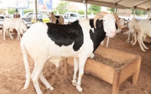 50 moutons géniteurs remis aux éleveurs de Saint-Louis