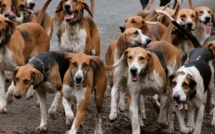 Insécurité : des chiens errants sèment la peur à Saint-Louis