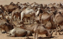 Transhumance du cheptel mauritanien au Sénégal : Macky SALL envoie un émissaire à Ould Abdel Aziz