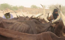 Ranch de Dolly : 6354 têtes de bétail tuées après la forte pluie