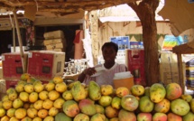 Mangue : de "nouvelles dispositions' sur les opérations d'inspection et de certification phytosanitaire