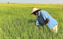 RIZ : la production peut passer de 455 mille tonnes a 875 mille tonnes d’ici 2020 (SAED)