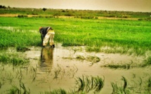 Malaise dans le WALO : À FOURARATE, des milliers d'hectares de riz séquestrés par les eaux …