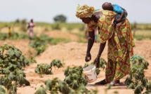 Riposte contre l’insécurité alimentaire : le Sénégal peine à trouver 1 milliard pour son plan d’urgence