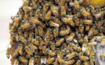 Attaques d'abeilles à Ndoulo : Le bilan monte à deux morts