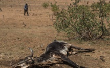 Keur Momar Sarr : Des pastèques empoisonnées tuent cinq vaches