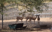 La réserve de Guembeul réintroduit des animaux disparus au Sénégal