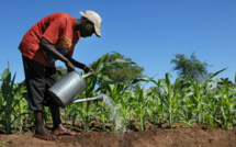 L’agriculture intelligente, une réponse aux effets des changements climatiques, selon un officiel