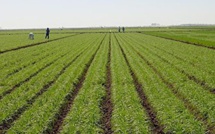 "Toutes les conditions réunies pour une bonne campagne agricole", assure le ministre Moussa BALDÉ