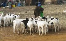 Tabaski au Sénégal: il y aura deux fêtes cette année