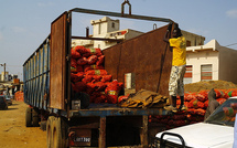 Filière tomate : Les industriels vont enlever 50 mille tonnes à la prochaine campagne