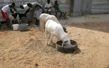 QUEL MOUTON DOIT-ON IMMOLER LE JOUR DE LA TABASKI ? Oustaz Assane Seck, islamologue, revient sur les critères