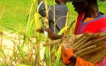 Un Conseiller de la Communauté rurale de Gandon s’insurge contre le Plan Takkal