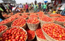 Filière tomate : une production de 60.800 tonnes pour 2018-2019