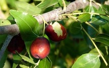 Recherche agricole : Du jujube aux dimensions de pomme grâce au greffage