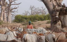 Risques d’affrontements entre éleveurs sénégalais et mauritaniens