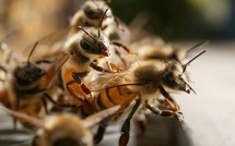 Matam: Lancement des travaux par Me Wade: Les abeilles ont failli gâcher la fête