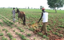 Maram KAIRÉ : "Notre agriculture ne doit plus dépendre de l'hivernage"