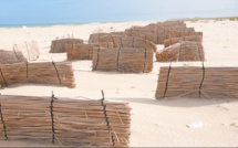 Protection de la Langue de Barbarie : un projet favorise le développement des dunes de sable sur l’AMP de Saint-Louis (vidéo)