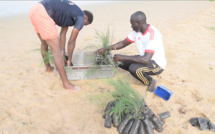 Reboisement : 3.500 plants de filaos mis en terre à l’Aire Marine Protégée de Saint-Louis (vidéo)