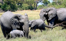 Plus de 50 éléphants victimes de la sécheresse en un mois au Zimbabwe