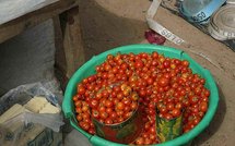 POUR BOOSTER LA PRODUCTION DE RIZ DANS LA VALLEE : Les professionnels copient sur la filière tomate