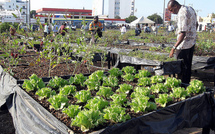 Saint-Louis- Horticolture: La CFAHS s’engage à produire 100.000 tonnes  en 2015