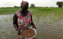 ACCÈS AU FONCIER RURAL : les femmes du WALO ne veulent plus de "miettes" (vidéo)