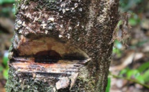 Comment les forêts sénégalaises sont pillées par les chinois (vidéo)