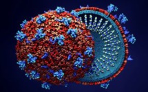 Coronavirus : deux souches différentes seraient en circulation selon une étude