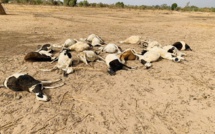 Médina Sabakh : Près de 300 moutons meurent pour avoir consommé une herbe sauvage