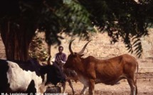 (VIDÉO) Saint Louis : Un Camion fou tue plusieurs vaches, les bergers menacent de décapiter les chauffards