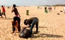 Saint-Louis : De jeunes volontaires ont nettoyé la plage de l’hydrobase, ce dimanche