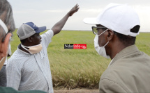 PRESSION AVIAIRE DANS LA VALLÉE : des traitements aériens pour freiner le péril (vidéo)