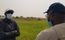 Aboubacry SOW exhorte les producteurs à emblaver plus en hivernage