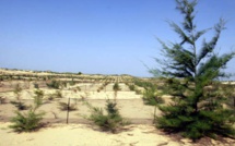 De Dakar à Saint-Louis, une forêt comme rempart contre les assauts de la mer